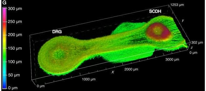 3D image of a “living circuit” in which DRG cells form long extensions toward SCDH cells.