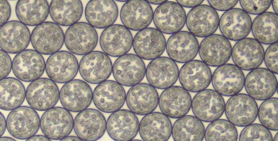 Microgel spheres containing stem cells for injection into intervertebral discs. 