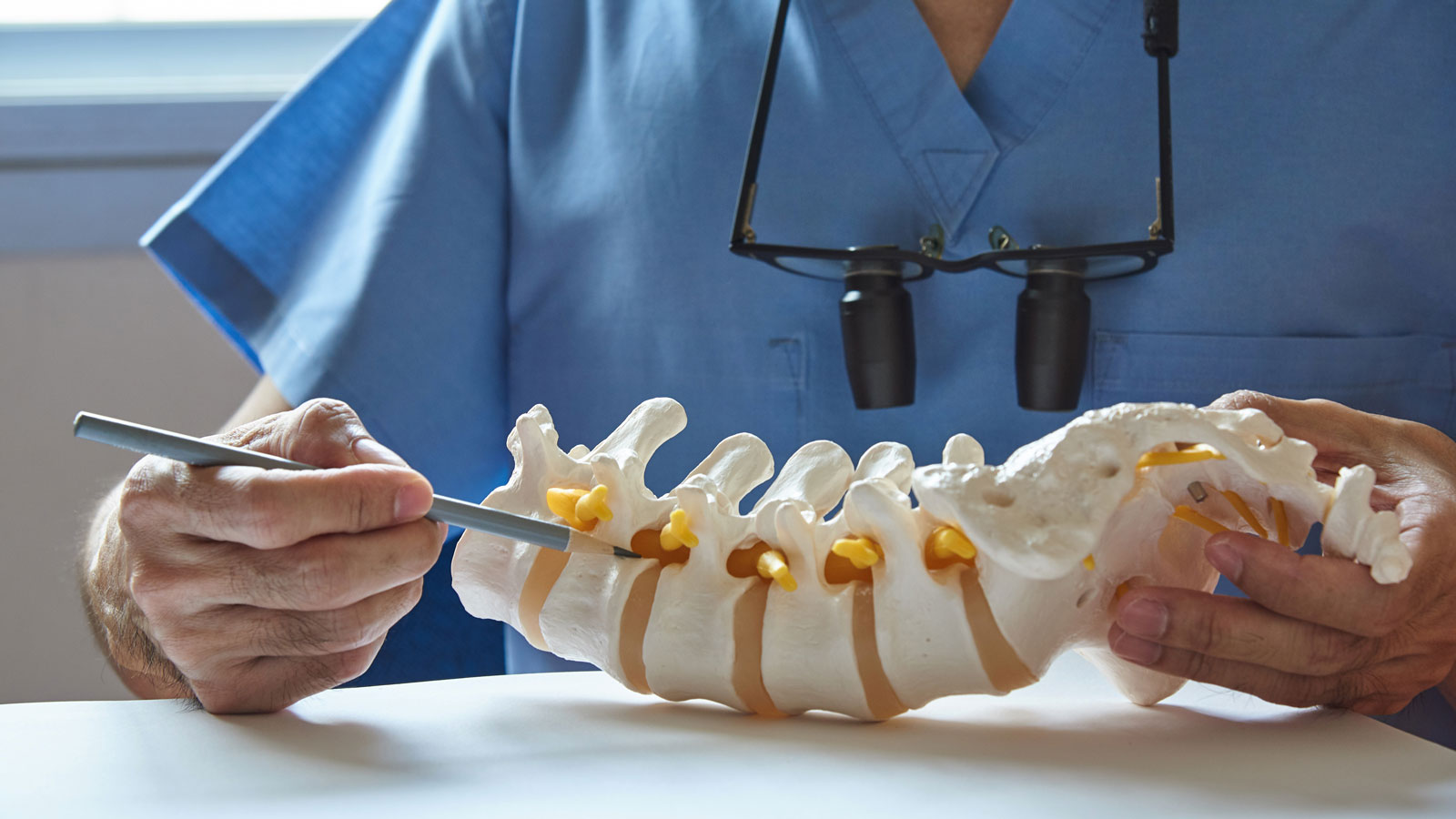 Researcher manipulating a plastic replica of the spine.