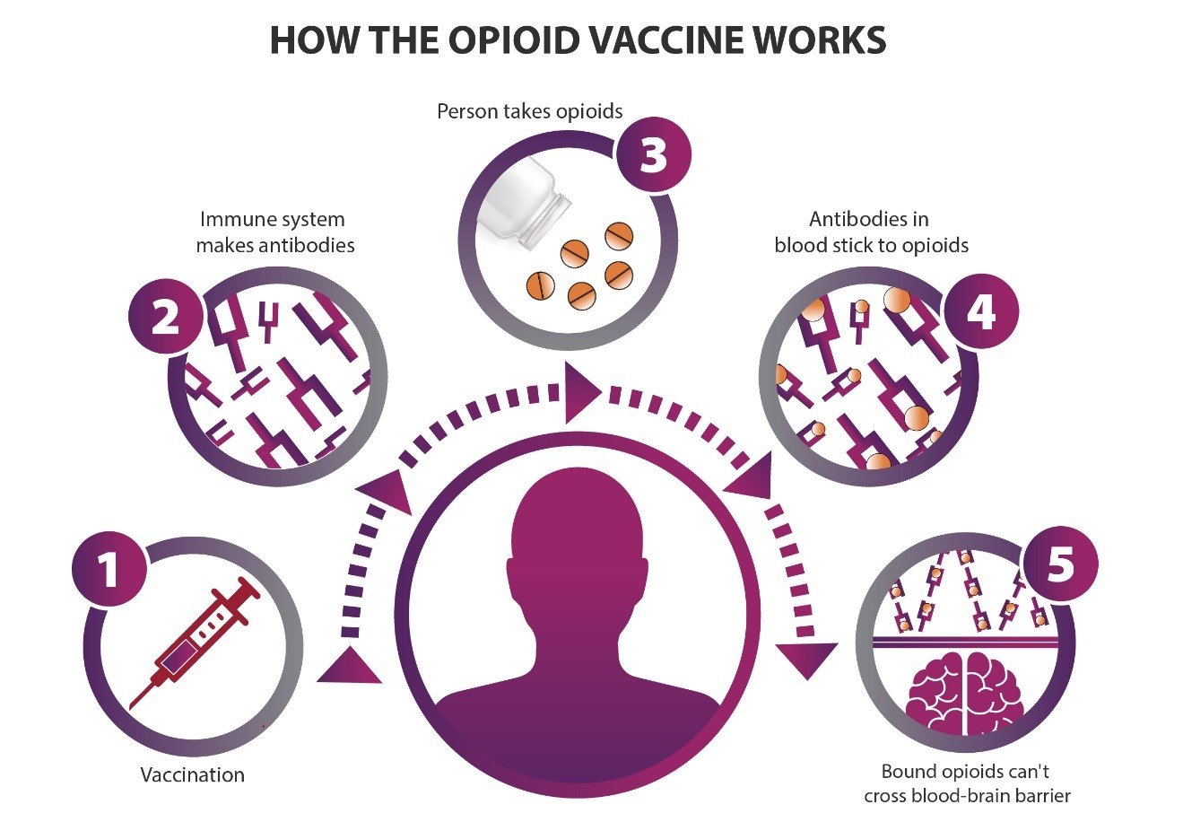 image of how the opioid vaccine works