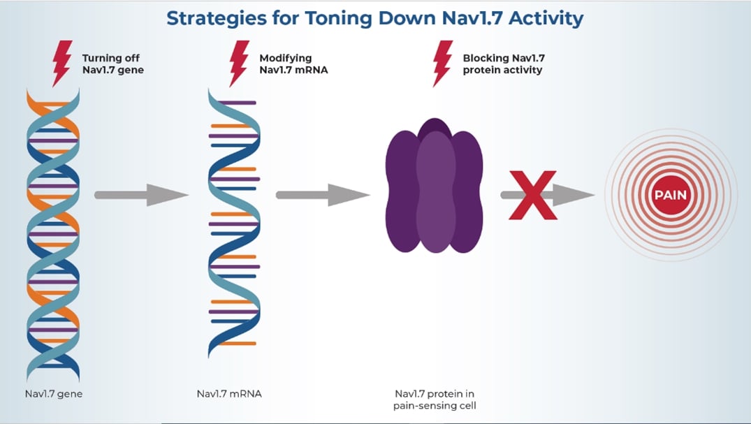 Strategies for Toning Down Nav1.7 graphic