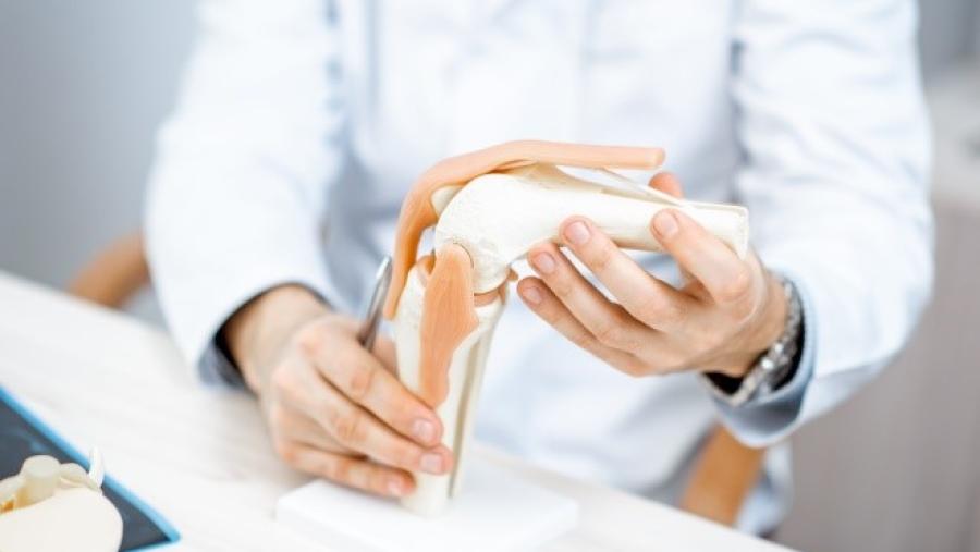 health care provider holding a model of the knee joint