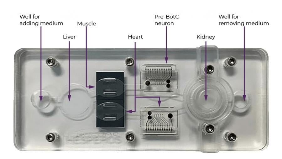 Illustration depicting the tissue chip system.