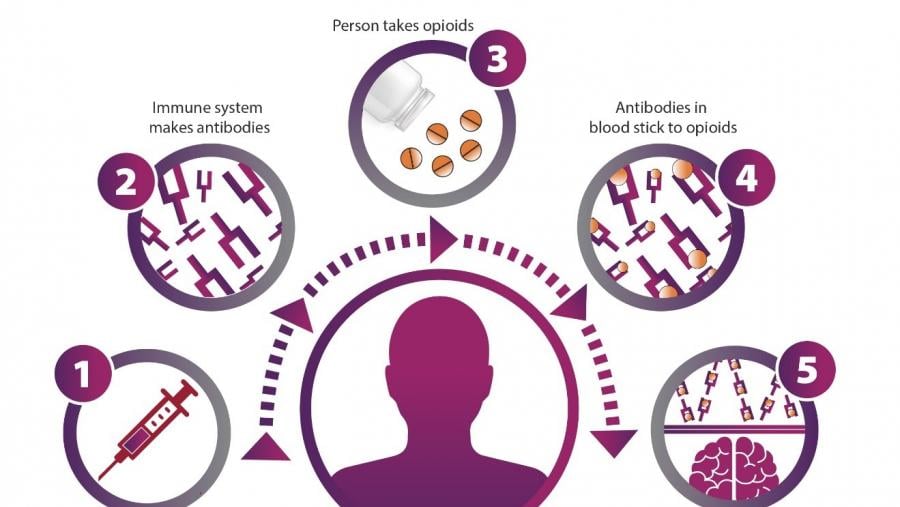 image of how the opioid vaccine works