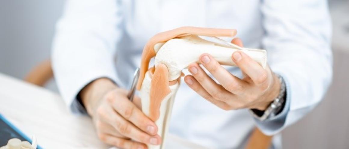 health care provider holding a model of the knee joint
