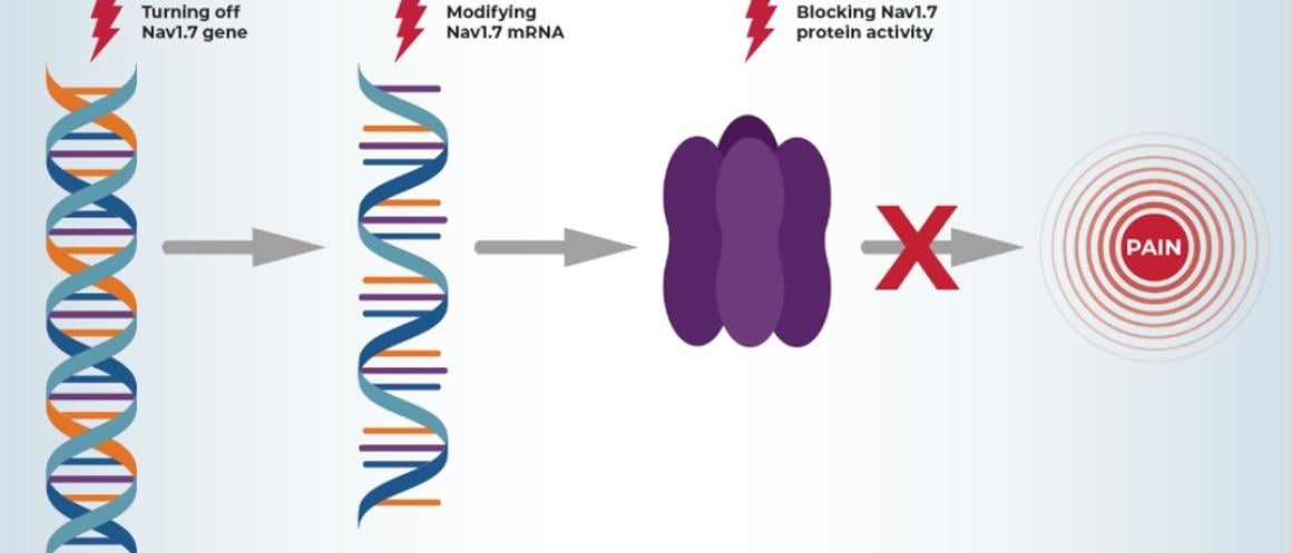 Strategies for Toning Down Nav1.7 graphic