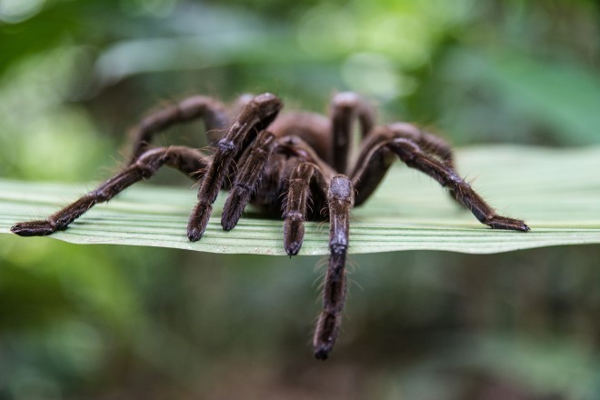 A tarantula spider sitting on top of a leaf